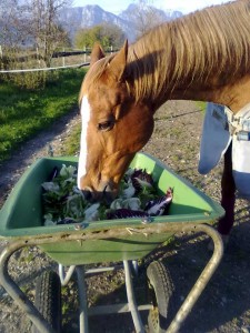 Aqui Cour mangia l'insalata