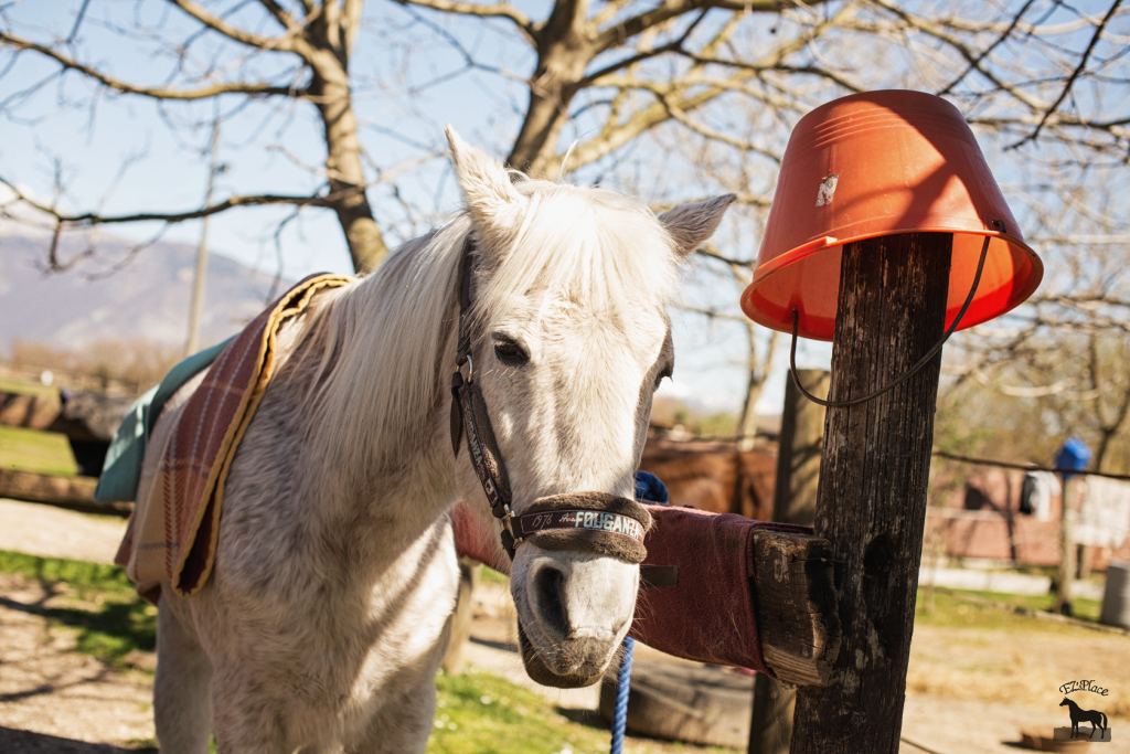 Billly del Rifugio del Cavallo