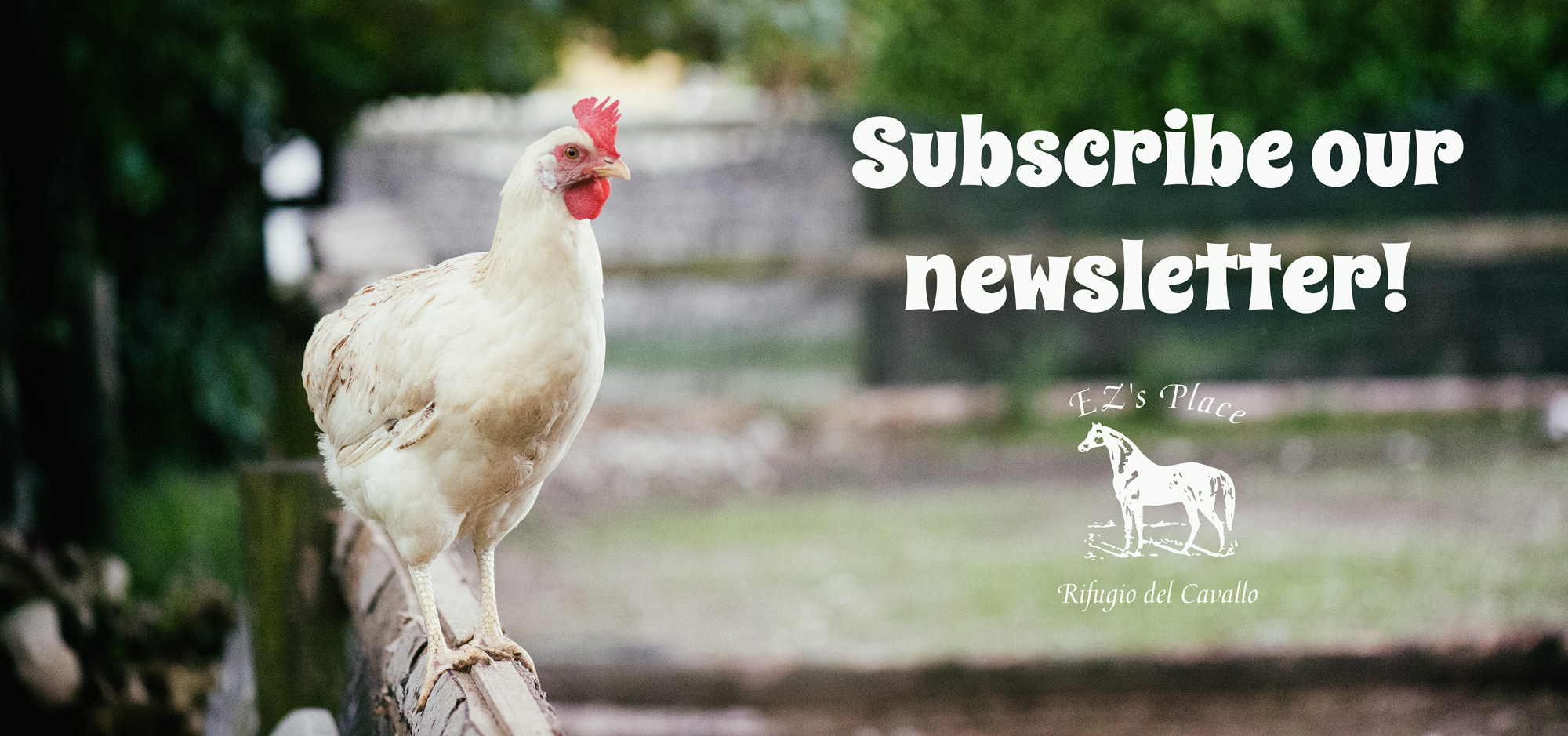 Subscribe our newsletter