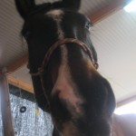 Daffy